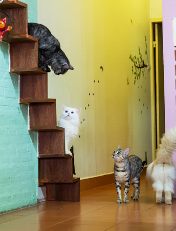 cat playの写真素材