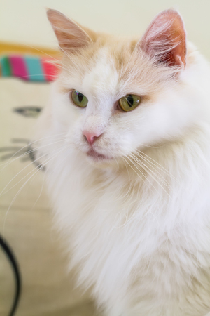 Cat face close up portrait.effect soft focus and blurの写真素材