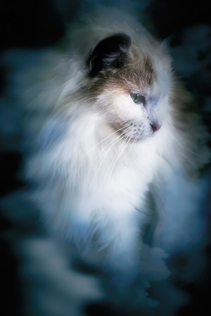 abstract cat in cloud soft and blurの写真素材