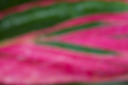 leaf green and pink make blur .の写真素材