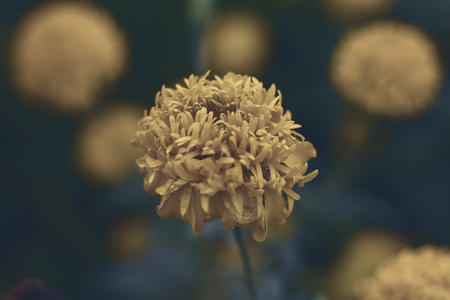 yellow flower in garden vintage style.の写真素材