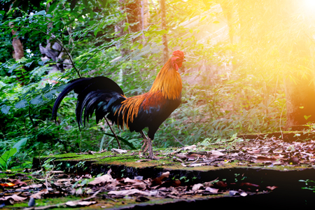 Chickens out at dawn photoの写真素材