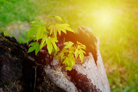 green leaf  with morning light.の写真素材