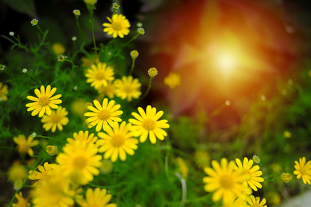 The flowers are small, the colors remain and the images will blur the softness of the image and the warm light Ephesus.の写真素材