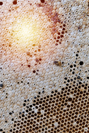 Honey, close up photo to see the pattern.の写真素材