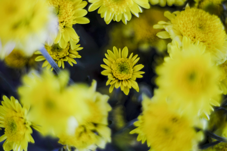 Yellow flowers in the focal point to blur. Suitable for vintage style.の写真素材