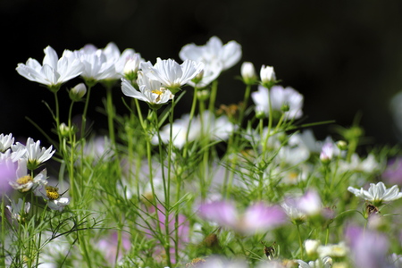 white flowers in the flower garden.の写真素材
