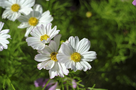 white flowers in the flower garden.の写真素材