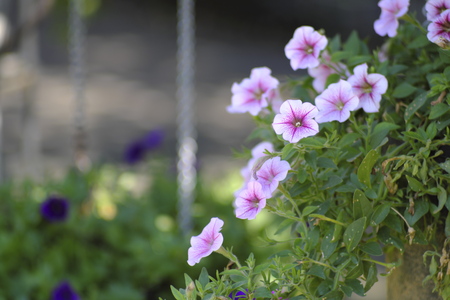 Pink flowers and background blurred by a flower gardenの写真素材