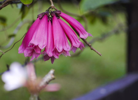 Pink flowers and background blurredの写真素材