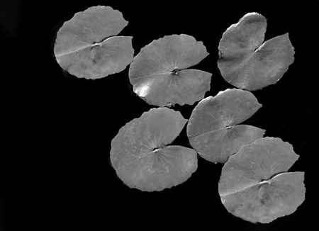 Lotus leaves black and whiteの写真素材