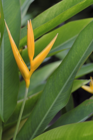 Orange orchid and green foliage backgroundの写真素材