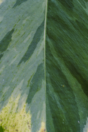 Leaves of different colors, colors and patterns.の写真素材