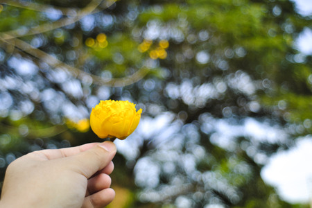 Hands holding beautiful yellow flowers, blurred backgroundの写真素材