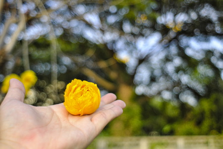 Hands holding beautiful yellow flowers, blurred backgroundの写真素材