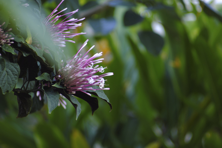 Pink flowers are blooming, the background is blurred.の写真素材