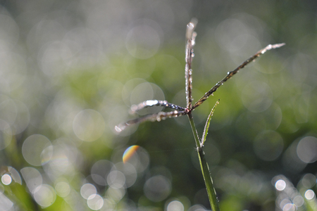 Close-up of the grass in the morning. The backdrop of the bale has natural bokeh.の写真素材