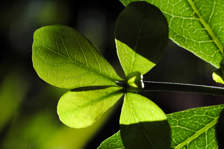 close up Good color from green leaf and soft focusの写真素材