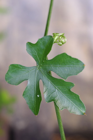 Closeup of green leavesの写真素材