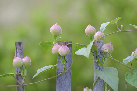 A bouquet of flowers on the fence that is waiting to bloomの写真素材