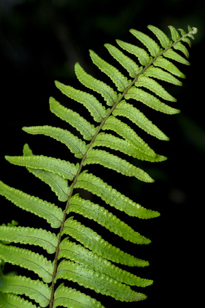 Green leaf, outstanding, black backgroundの写真素材