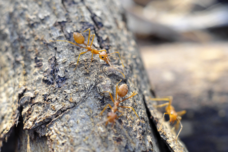Closeup of ants lifeの写真素材