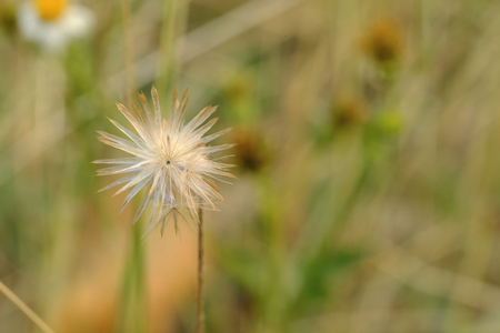 Closeup of grass and natural blurred backgroundの写真素材