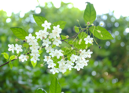 White flowers, blurred backgrounds and bokeh