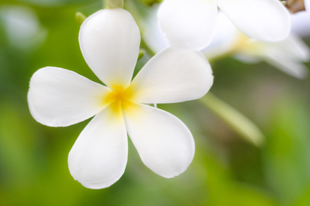 Closeup flower make the background blur, nature, vintage styleの写真素材