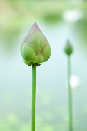 Lotus flowers and blurred backgroundの写真素材