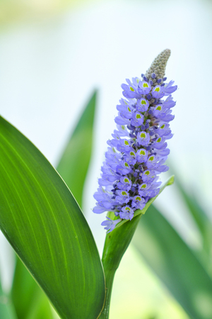 Purple flowers and blurred backgroundの写真素材