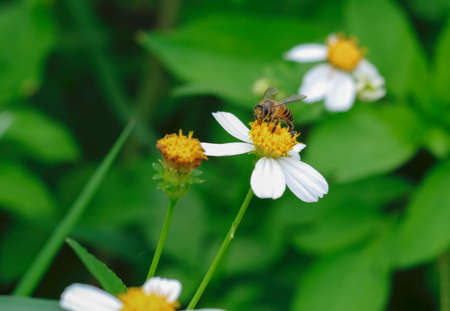 Bees eating pollen on white flowersの写真素材
