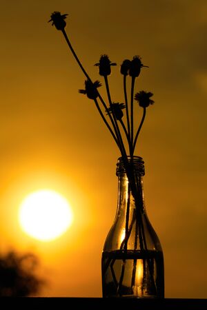 Grass flowers make darkness in glass bottles Warm time in the evening sunshineの写真素材