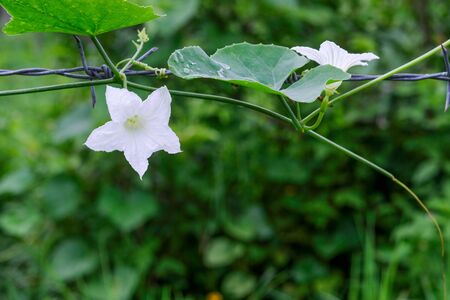 White flowers in the midst of green nature that looks perfect.の写真素材