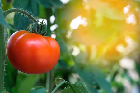 Fresh tomatoes from the morning light gardenの写真素材