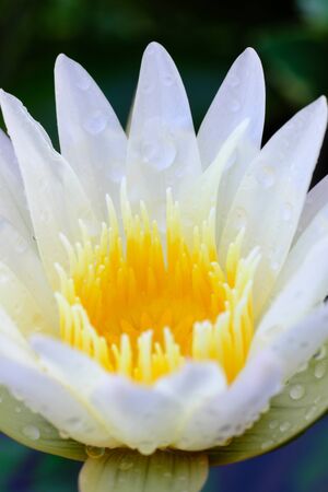 Closeup of yellow lotus stamens inside the lotus flower