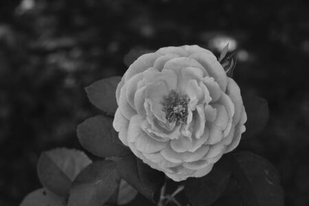 Black and white tones of roses in a flower gardenの写真素材