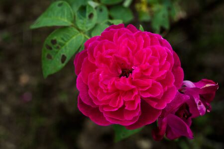 Vintage style beautiful pink rosesの写真素材