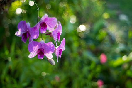 Beautiful purple orchid on a green background from natural trees.の写真素材