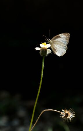 The butterfly close up perched on the roadside flowersの写真素材