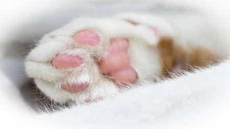 Close-up of kitten feet in soft, light tones.