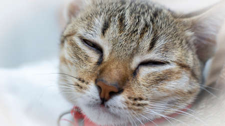 Close-up of kittens in soft, light tones.の写真素材