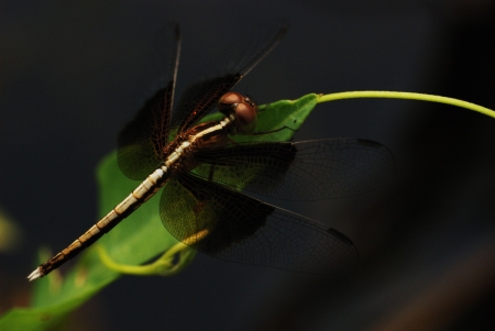Dragonfly Macroの写真素材