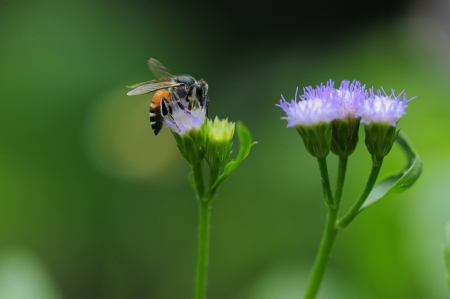 Bee,Bug,Flowerの写真素材