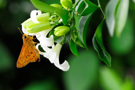Butterfly,Macro,の写真素材