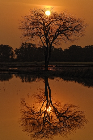 Mirror Treeの写真素材