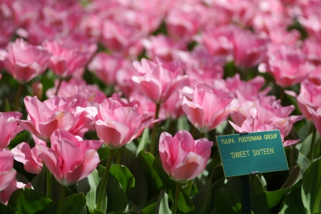Amsterdam pink flowerの写真素材