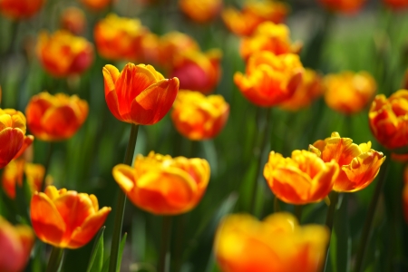 Amsterdam Golden flowerの写真素材