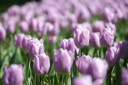 Purple Flowersの写真素材