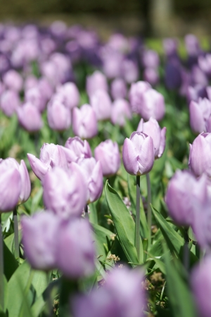 Purple Flowersの写真素材